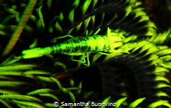 Dazzling yellow crinoid shrimp by Samantha Buonvino 